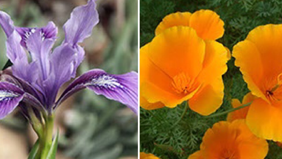 A Douglas Iris and a California poppy. (Metropolitan Water District of Southern California)