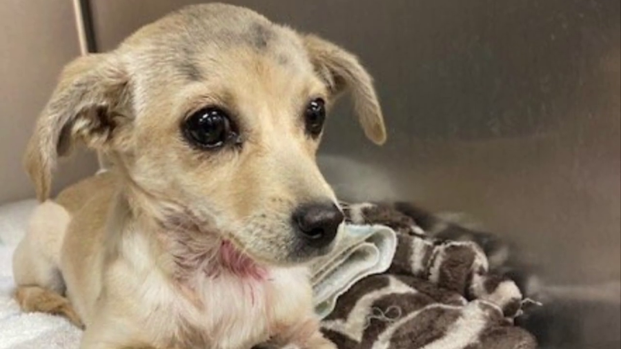 A puppy that was shot in the neck with an arrow recovers after having the projectile removed from its neck on May 23, 2022 (Riverside County Animal Services)