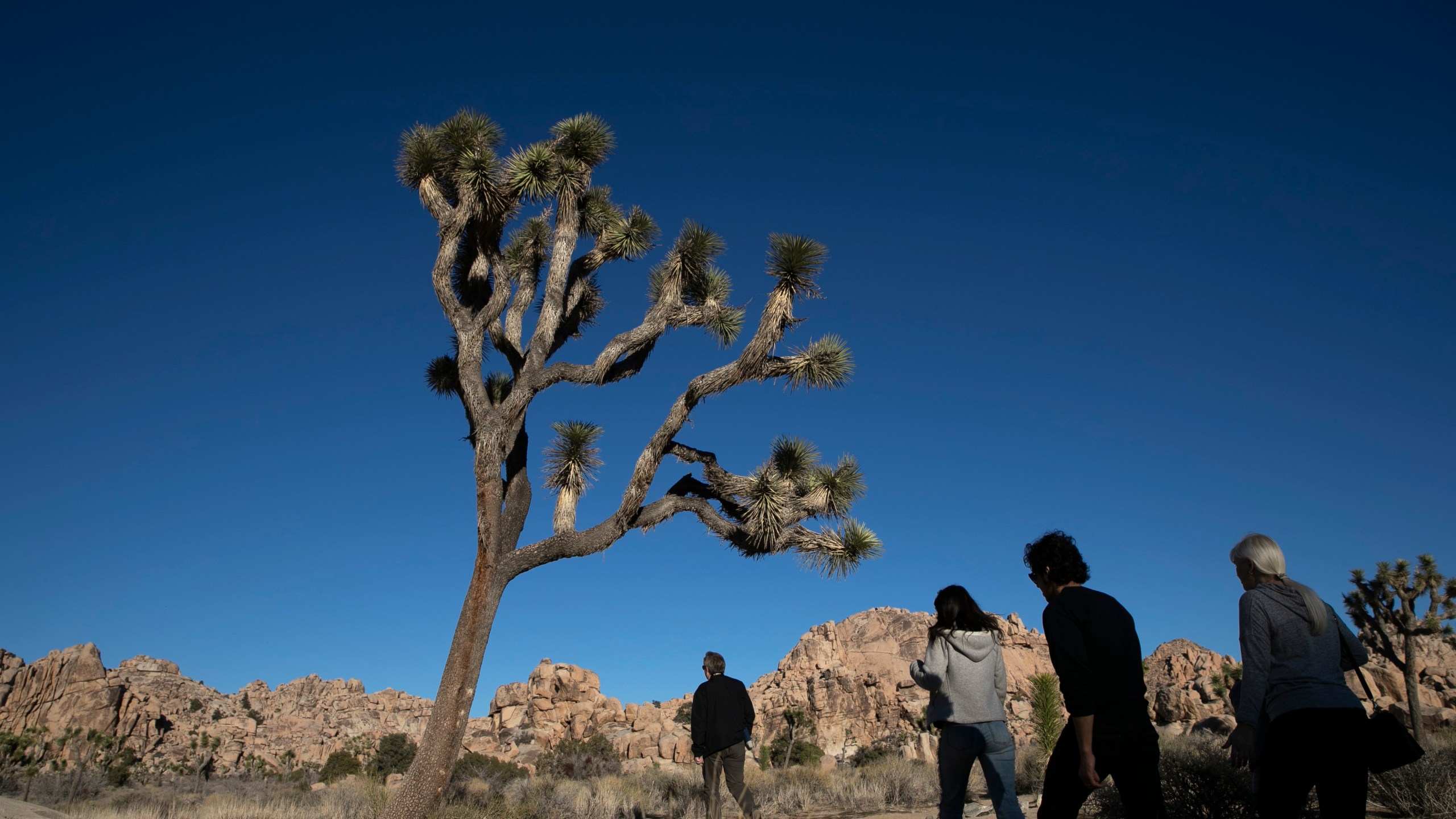 In this Jan. 10, 2019, photo, people visit Joshua Tree National Park in Southern California's Mojave Desert. (AP Photo/Jae C. Hong,File)