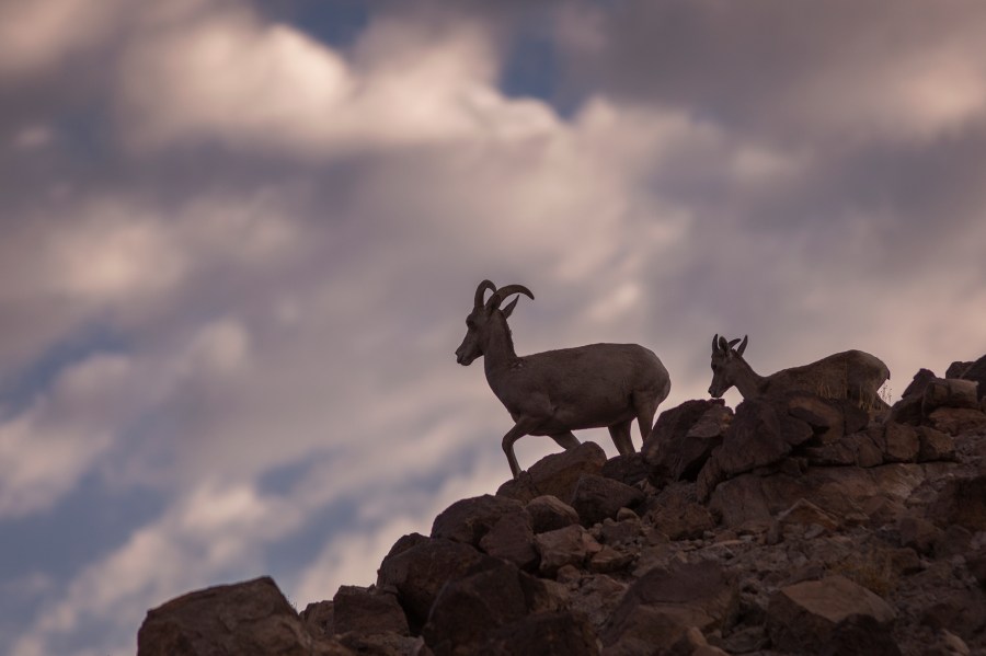 This file photo shows desert bighorn sheep on August 28, 2017 near Essex, California. (David McNew/Getty Images)