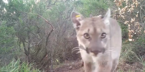 P-54 is seen in a 2018 video posted to the Instagram account of the Santa Monica Mountains National Park Services on June 17, 2022.