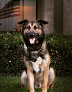 Kubo, a police dog with the Cypress Police Department, was shot during a raid at a Westminster apartment building on Friday, July 15, 2022 (Cypress Police Department)