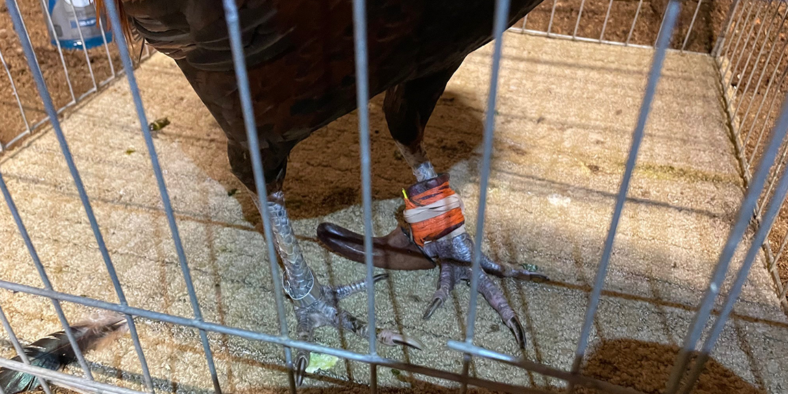 Officials broke up a cockfighting ring in Jurupa Valley on Aug. 5, 2022. (Riverside County Department of Animal Services)