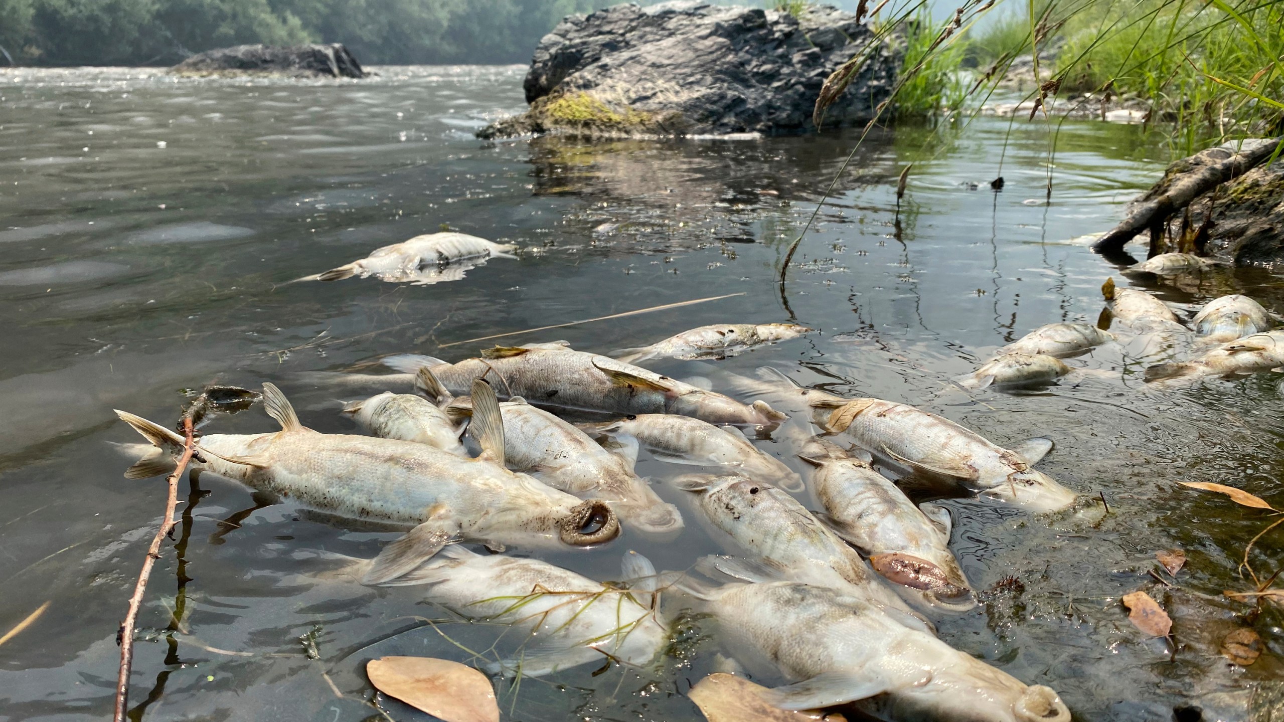 In this photo provided by the Karuk Tribe Department of Natural Resources are dead fish that are found on a 20-mile stretch of the Klamath River in northern California between Indian Creek and Seiad Creek on Saturday, Aug. 6, 2022, near Happy Camp, Calif. The Karuk Tribe says the McKinney Fire burning in the area killed tens of thousands of fish because of a debris flow that made oxygen levels in the river plummet. (Karuk Tribe Department of Natural Resources via AP)