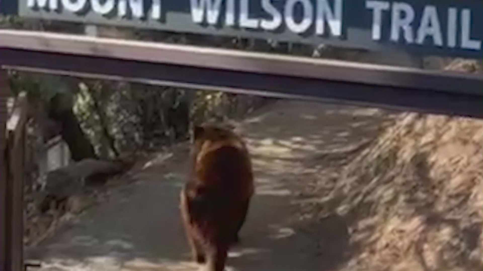 A bear climbed up the Mount Wilson Trail on Aug. 6, 2022. (Krista Rojo)