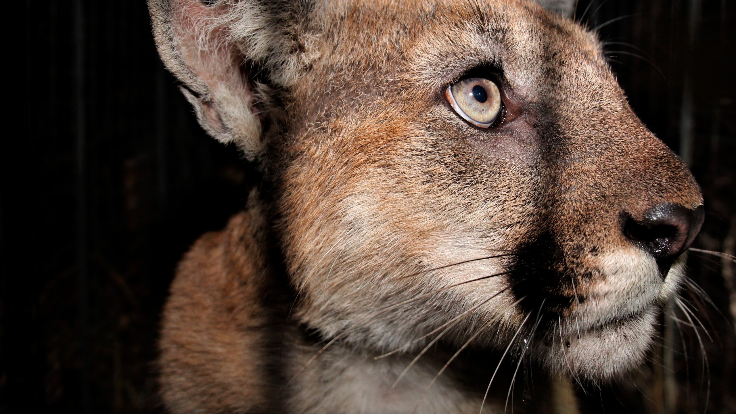 In this undated photo released by the National Park Service, NPS, the 2-year-old male mountain lion, named P-90, is seen in the Santa Monica Mountains National Recreation Area, near Calabasas, Calif. A young mountain lion was struck and killed by a vehicle in Southern California early Friday, Aug. 26, 2022, just weeks after his brother was fatally hit on another freeway, according to the National Park Service. (National Park Service via AP)