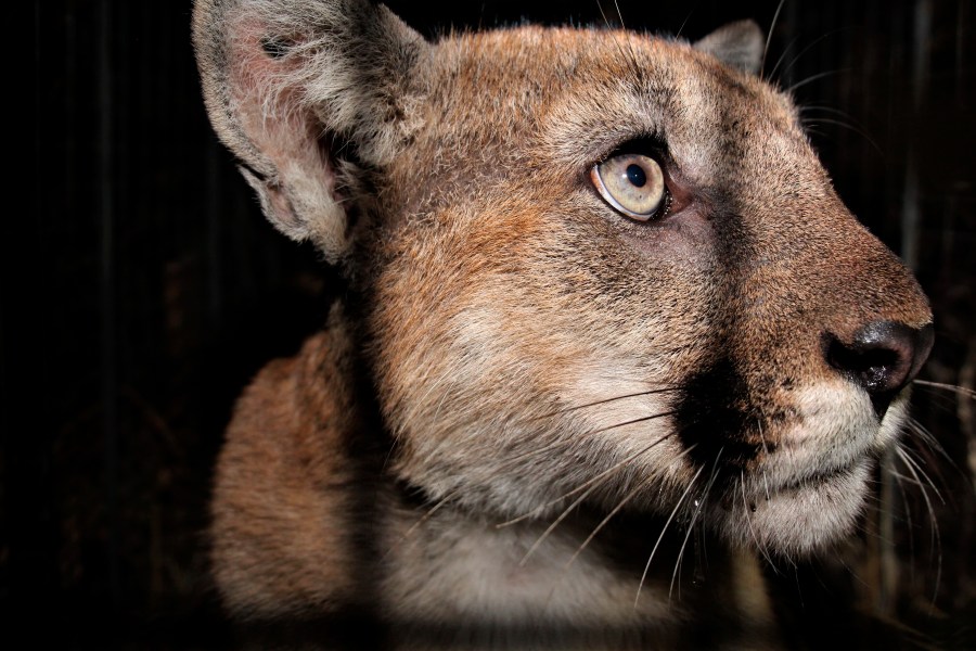 In this undated photo released by the National Park Service, NPS, the 2-year-old male mountain lion, named P-90, is seen in the Santa Monica Mountains National Recreation Area, near Calabasas, Calif. A young mountain lion was struck and killed by a vehicle in Southern California early Friday, Aug. 26, 2022, just weeks after his brother was fatally hit on another freeway, according to the National Park Service. (National Park Service via AP)