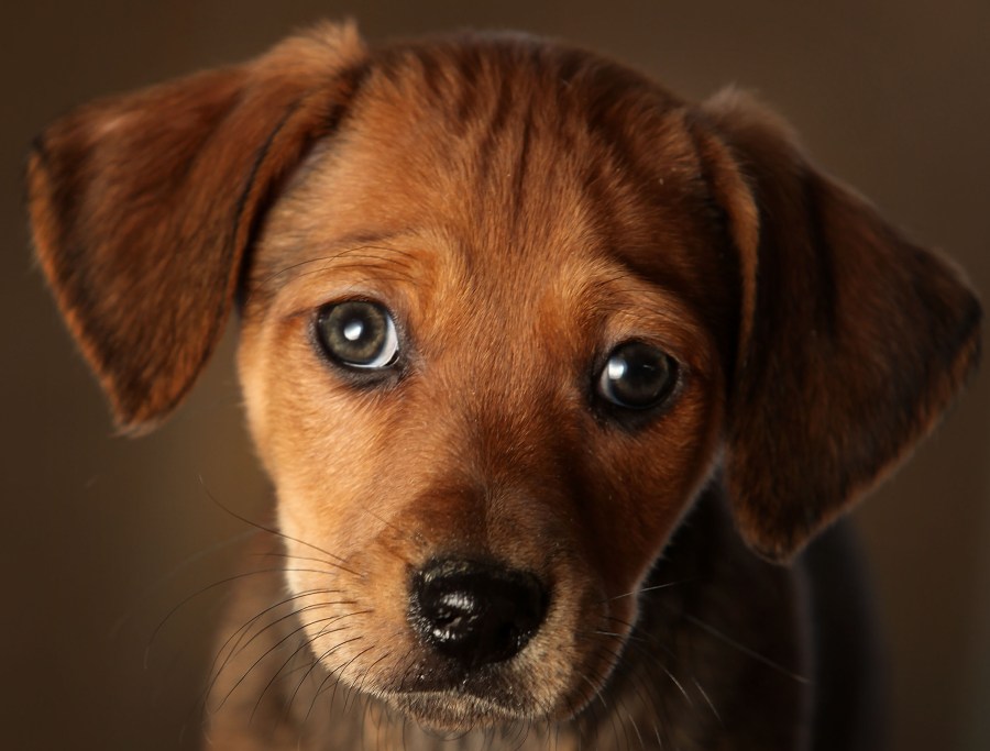 A seven week old Daschund cross puppy waits to be re-homed at the Cheshire Dogs Home on Jan. 4, 2010, in Warrington, England. (Christopher Furlong/Getty Images)