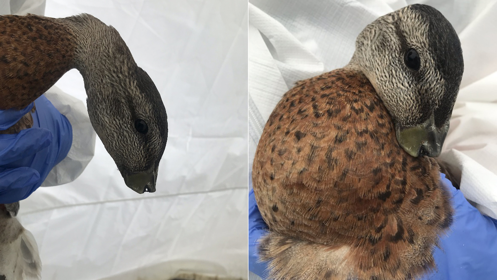 Two ducks found with severed bills are seen in photos released by the Wetlands and Wildlife Care Center on Aug. 18, 2022.