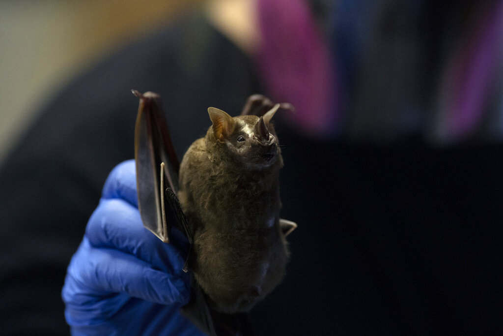 Bat being held by animal researcher