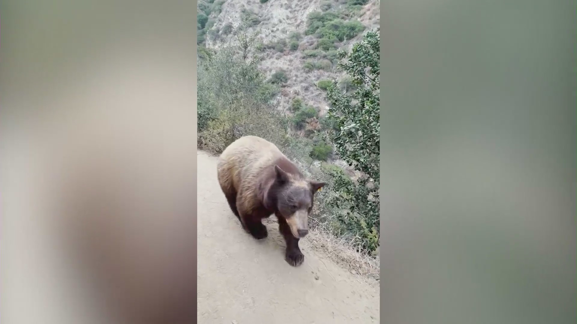 Video taken by Victoria Pham shows the moment a bear came within feet of her while she was hiking in August.