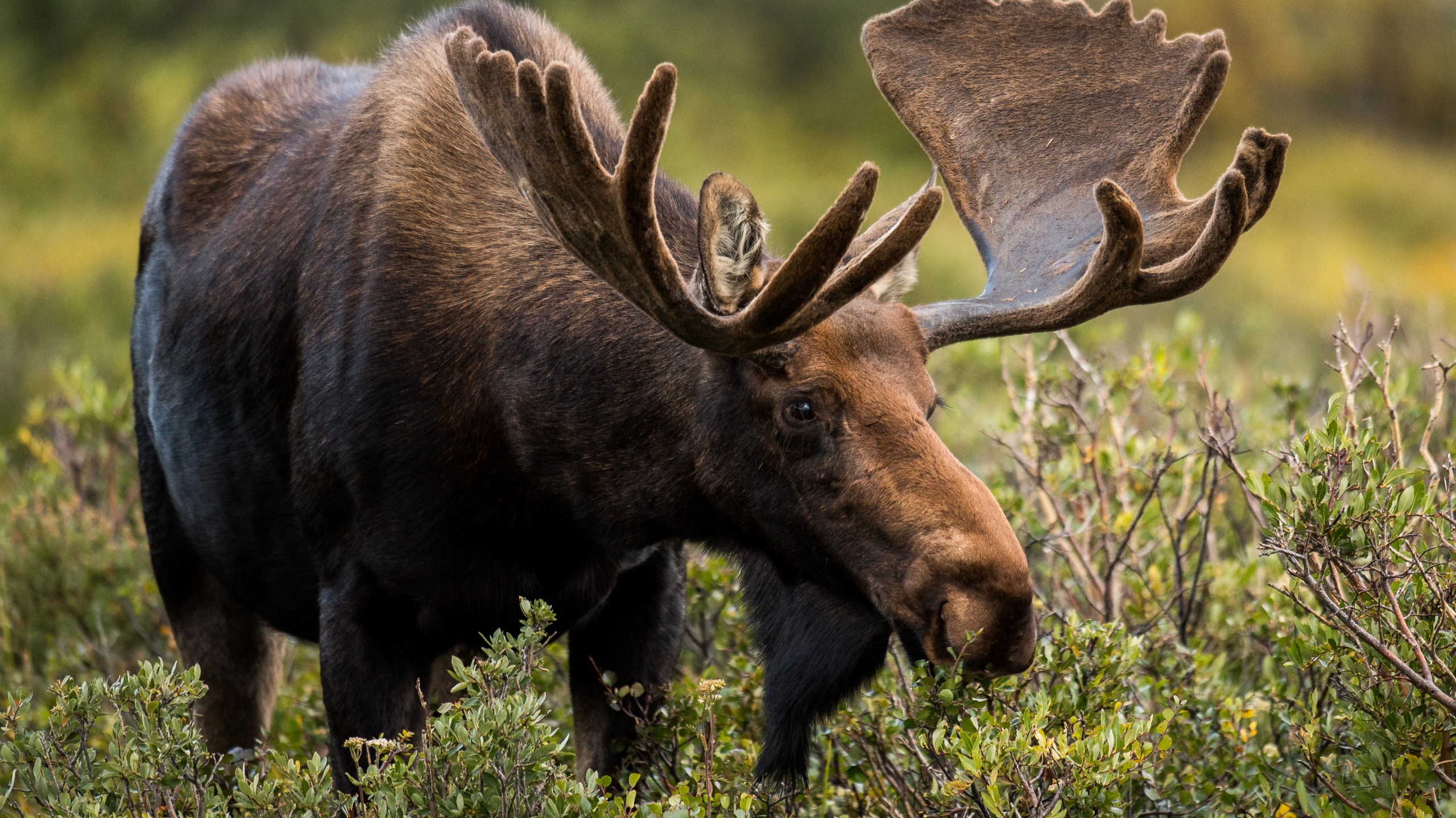 Stock photo of bull moose. (Moose that was hit is not pictured.) (Getty Images)