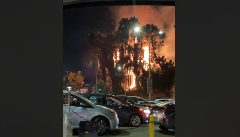 Footage shared on the Citizen app shows multiple palm trees ablaze outside of the Hollywood Bowl on Sept. 17, 2022.