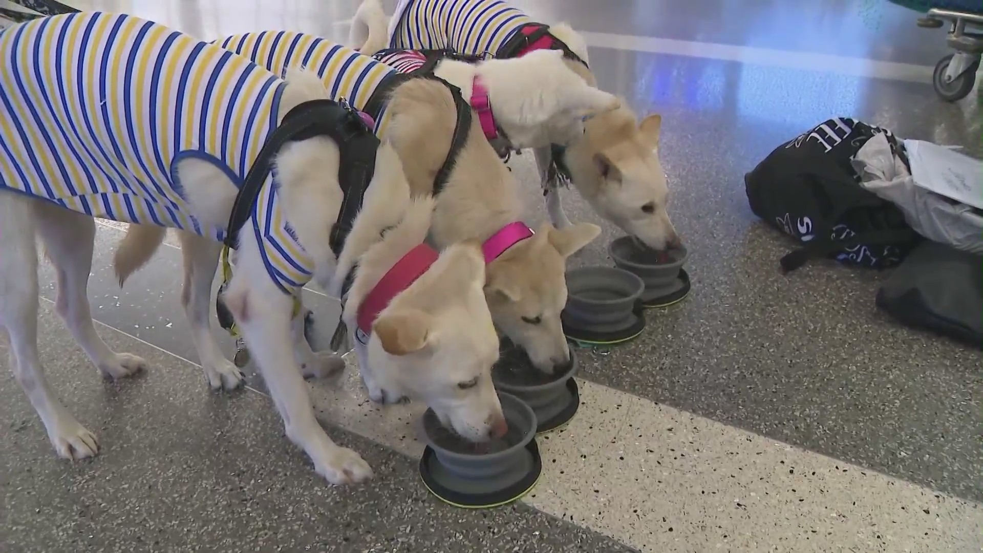 Astra, Crescent, Amira and Hamlet met their new owners at LAX on Sept. 24, 2022. (KTLA)