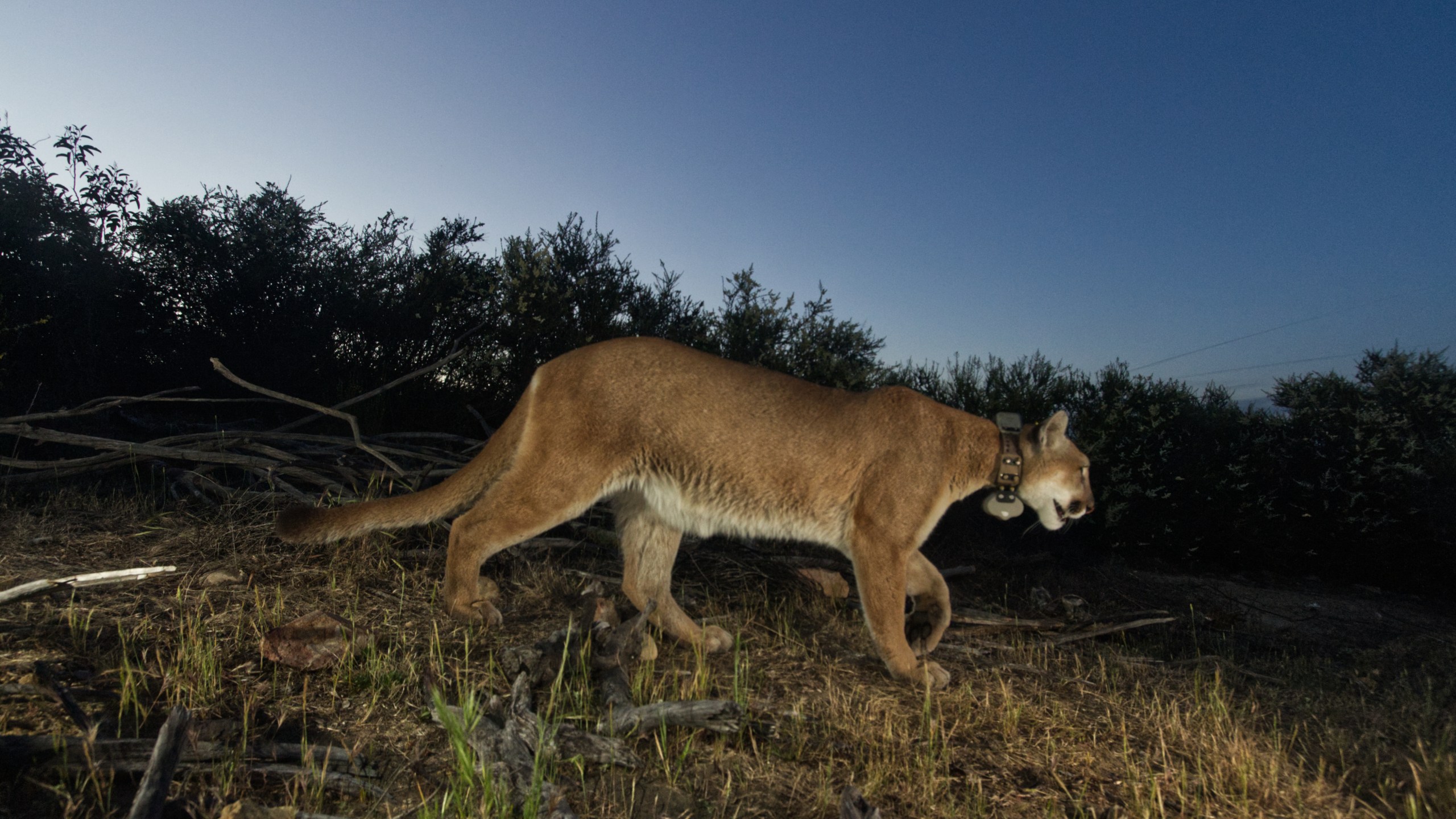 This undated image from a trail camera shows P-65, a female mountain lion studied as part of a decadeslong research project by the National Parks Service. She died in March 2022 due to mange. (National Parks Service)