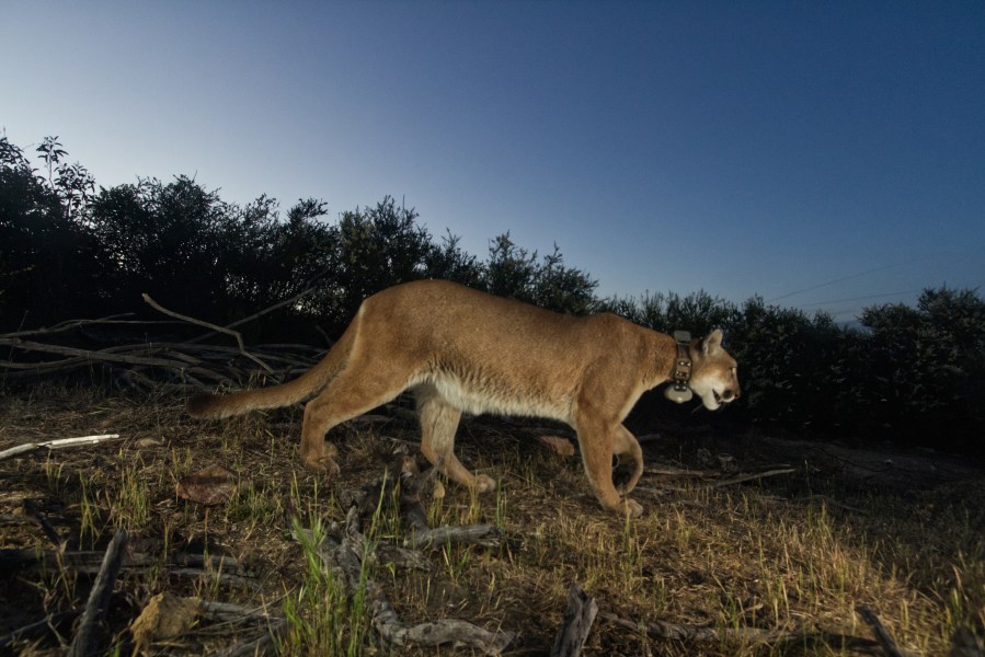 This undated image from a trail camera shows P-65, a female mountain lion studied as part of a decadeslong research project by the National Parks Service. She died in March 2022 due to mange. (National Parks Service)