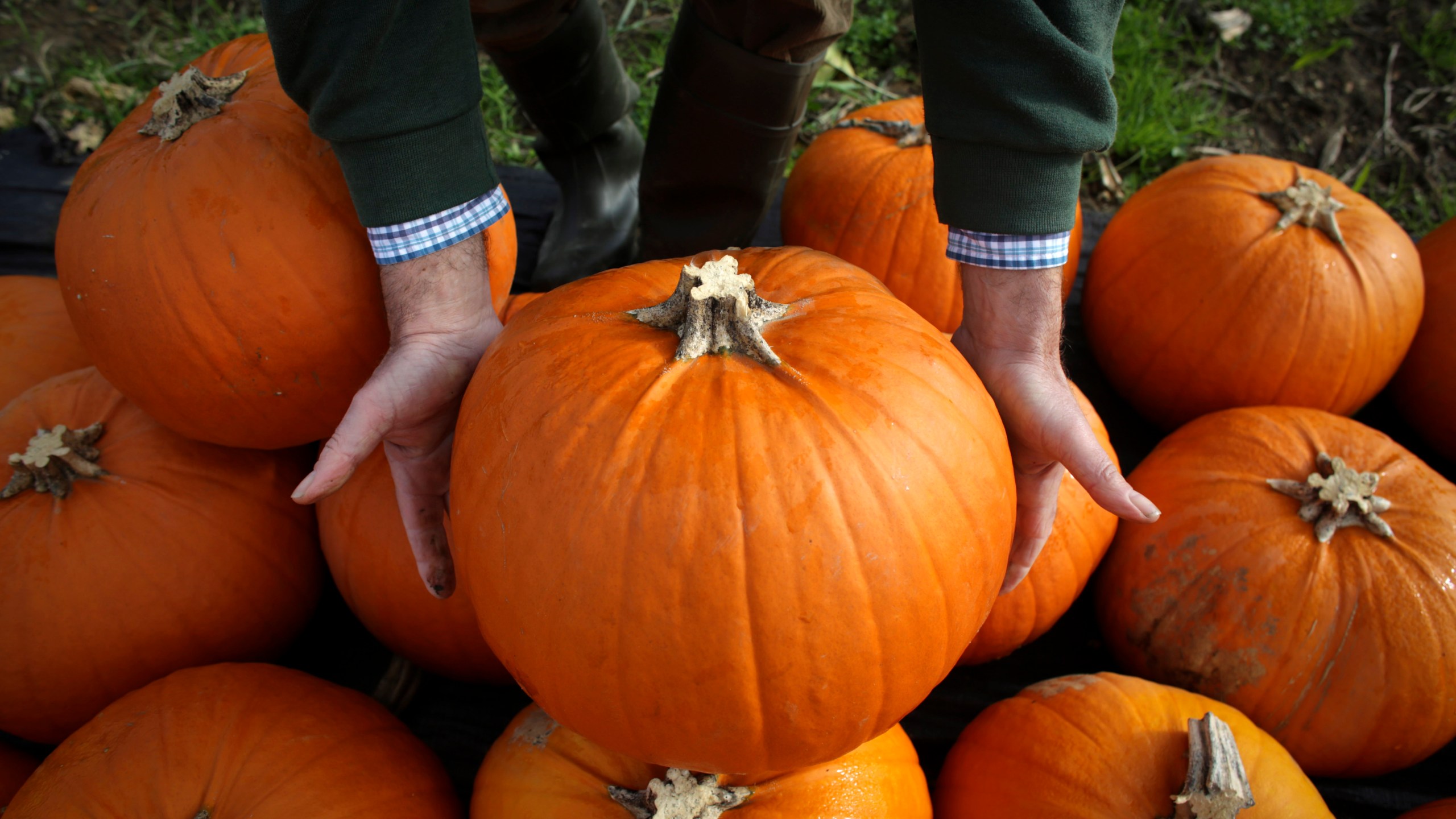 A close up photo of a pumpkin. ( Matt Cardy/Getty Images)