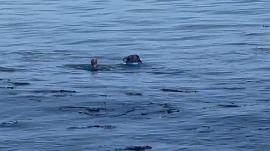 A sea otter stole a surfer's board on Sept. 14, 2022. (Chad Underhill-Meras via Storyful)