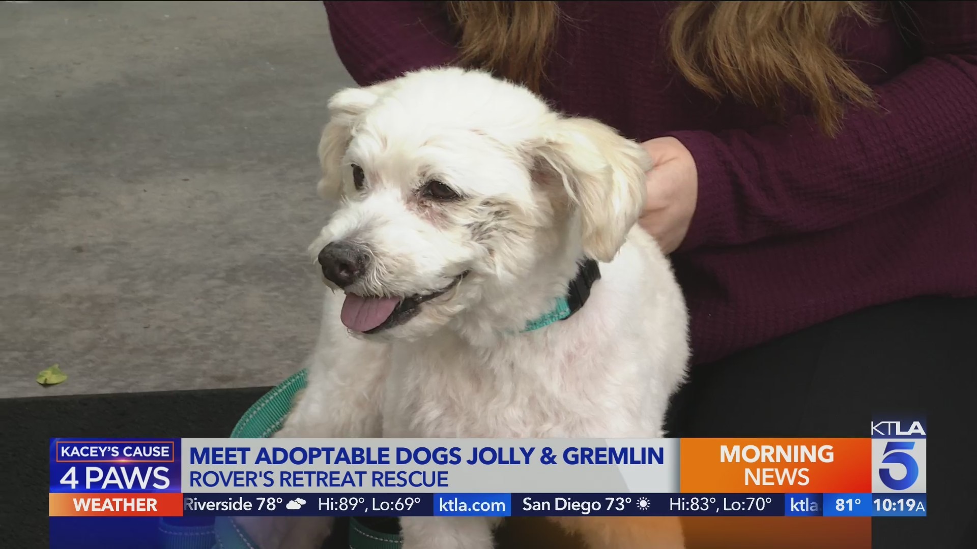 Adoptable senior dogs Jolly and Gremlin are looking for forever homes