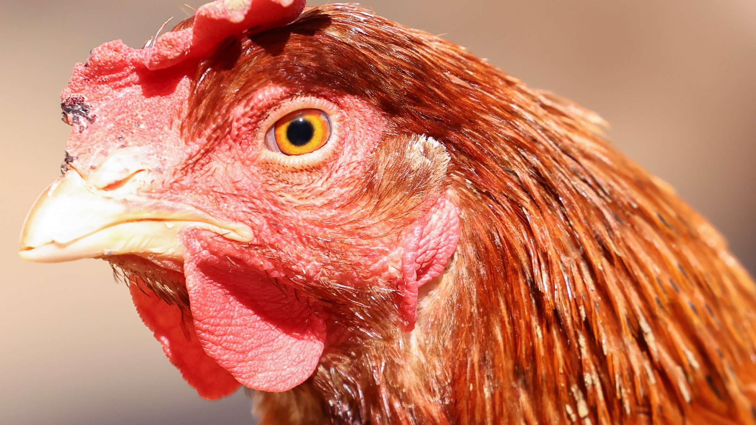 A rescued chicken stands at Farm Sanctuary’s Southern California Sanctuary on Oct. 5, 2022, in Acton, California. A wave of the highly pathogenic H5N1 avian flu has now entered Southern California as the fall bird migration sets in, raising concerns for wild birds and poultry farms in the region. Farm Sanctuary is home to rescued chickens, turkeys, cows, pigs and other farm animals. (Mario Tama/Getty Images)