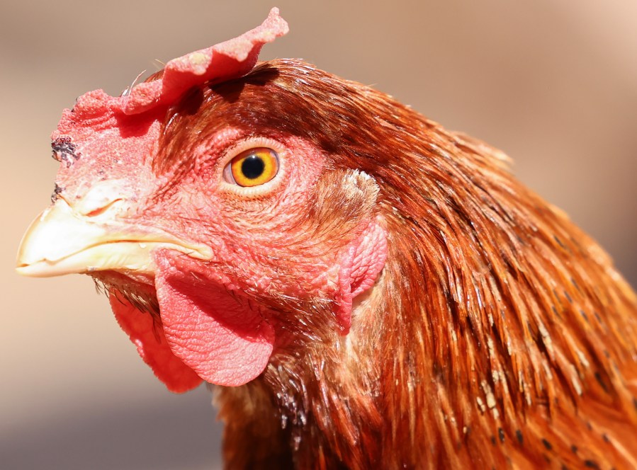 A rescued chicken stands at Farm Sanctuary’s Southern California Sanctuary on Oct. 5, 2022, in Acton, California. A wave of the highly pathogenic H5N1 avian flu has now entered Southern California as the fall bird migration sets in, raising concerns for wild birds and poultry farms in the region. Farm Sanctuary is home to rescued chickens, turkeys, cows, pigs and other farm animals. (Mario Tama/Getty Images)