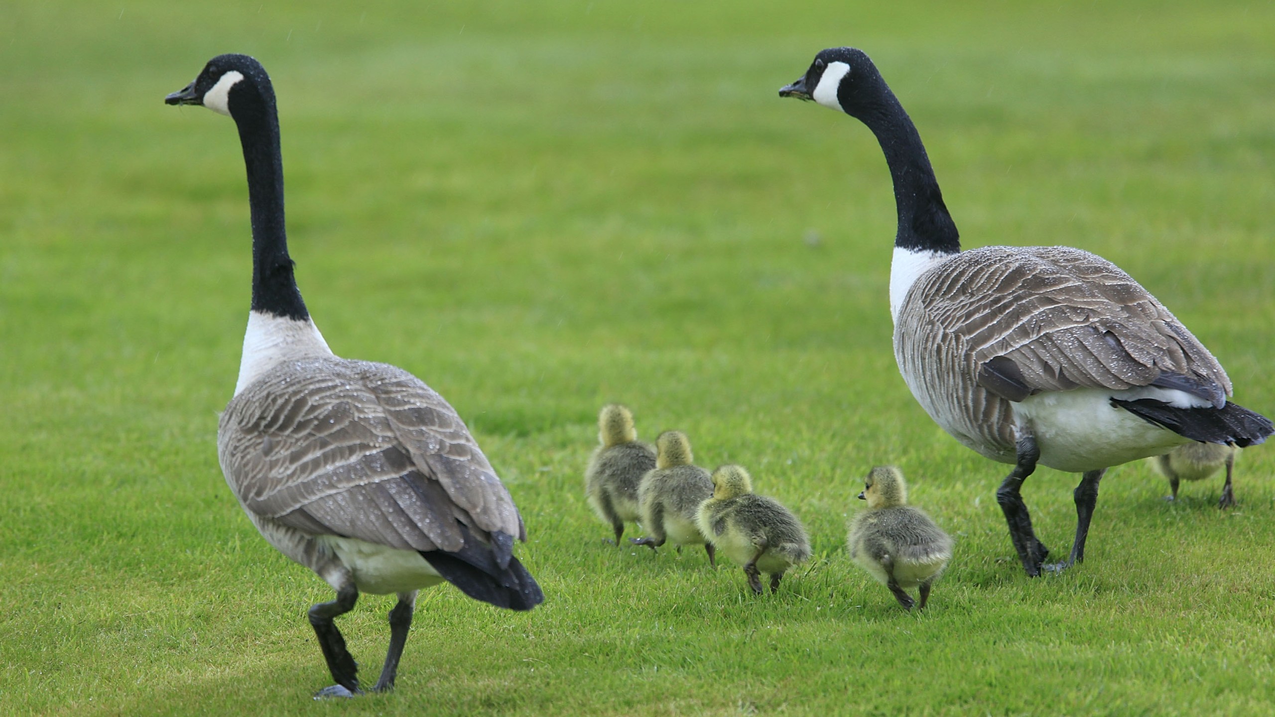 Canadian Geese