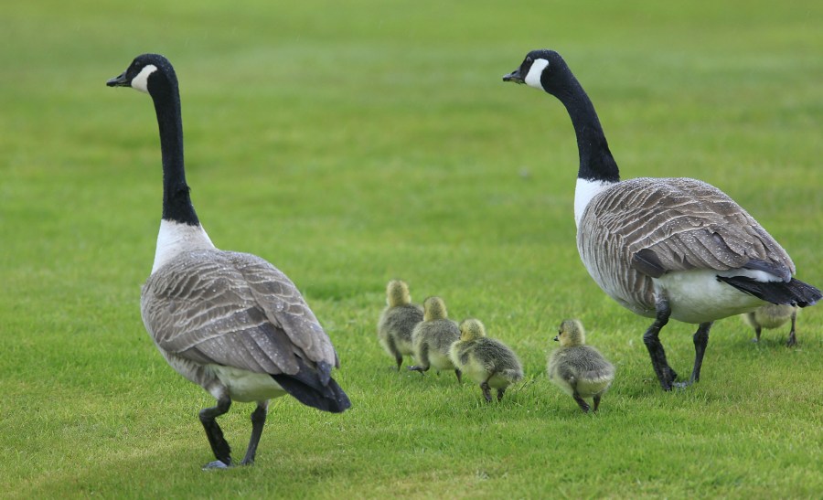 Canadian Geese