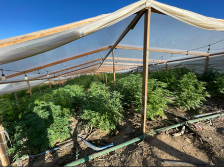 Over $15 million of illegal cannabis was seized and destroyed in a rural area of Jupiter in Northern California on Oct. 4, 2022.