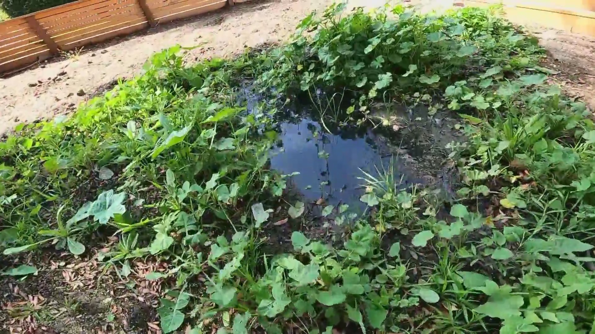 A hole in front of a vacant Del Rey home, shown on Oct. 5, 2022, is producing an odor that neighbors claim is due to human waste. (KTLA)