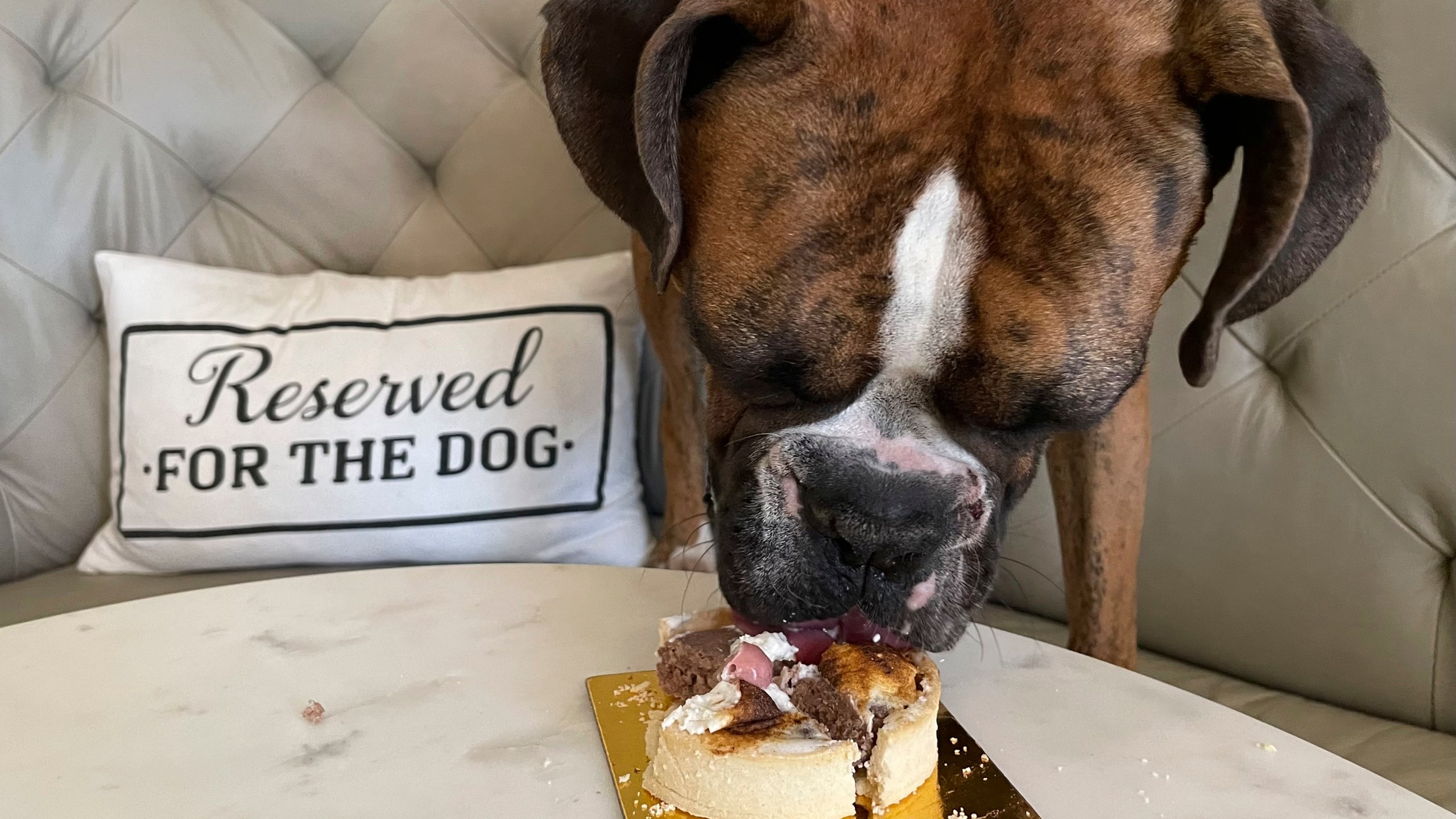 A dog eats a dish at the Dogue restaurant in San Francisco on Oct. 23, 2022. Dogue, which rhymes with vogue, just opened up in the city's Mission District. For $75 dollars per pup, doggie diners get a multiple-course "bone appetite" meal featuring dishes like chicken skin waffles and filet mignon steak tartar with quail egg. (AP Photo/Haven Daley)