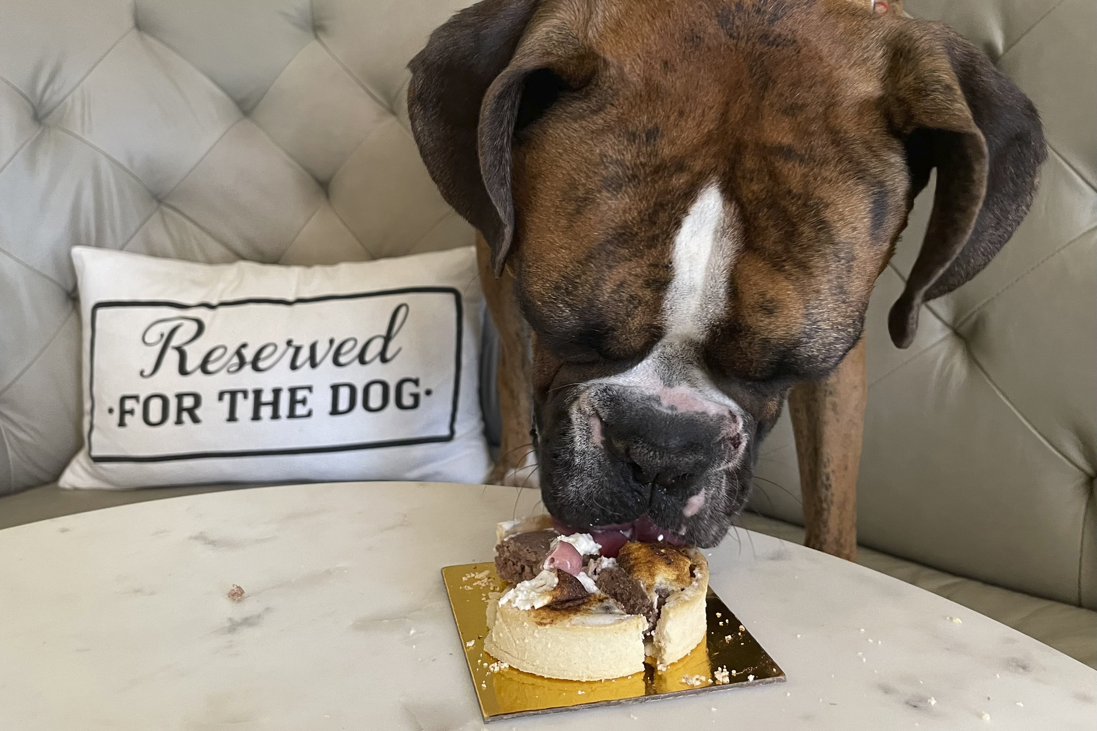 A dog eats a dish at the Dogue restaurant in San Francisco on Oct. 23, 2022. Dogue, which rhymes with vogue, just opened up in the city's Mission District. For $75 dollars per pup, doggie diners get a multiple-course "bone appetite" meal featuring dishes like chicken skin waffles and filet mignon steak tartar with quail egg. (AP Photo/Haven Daley)