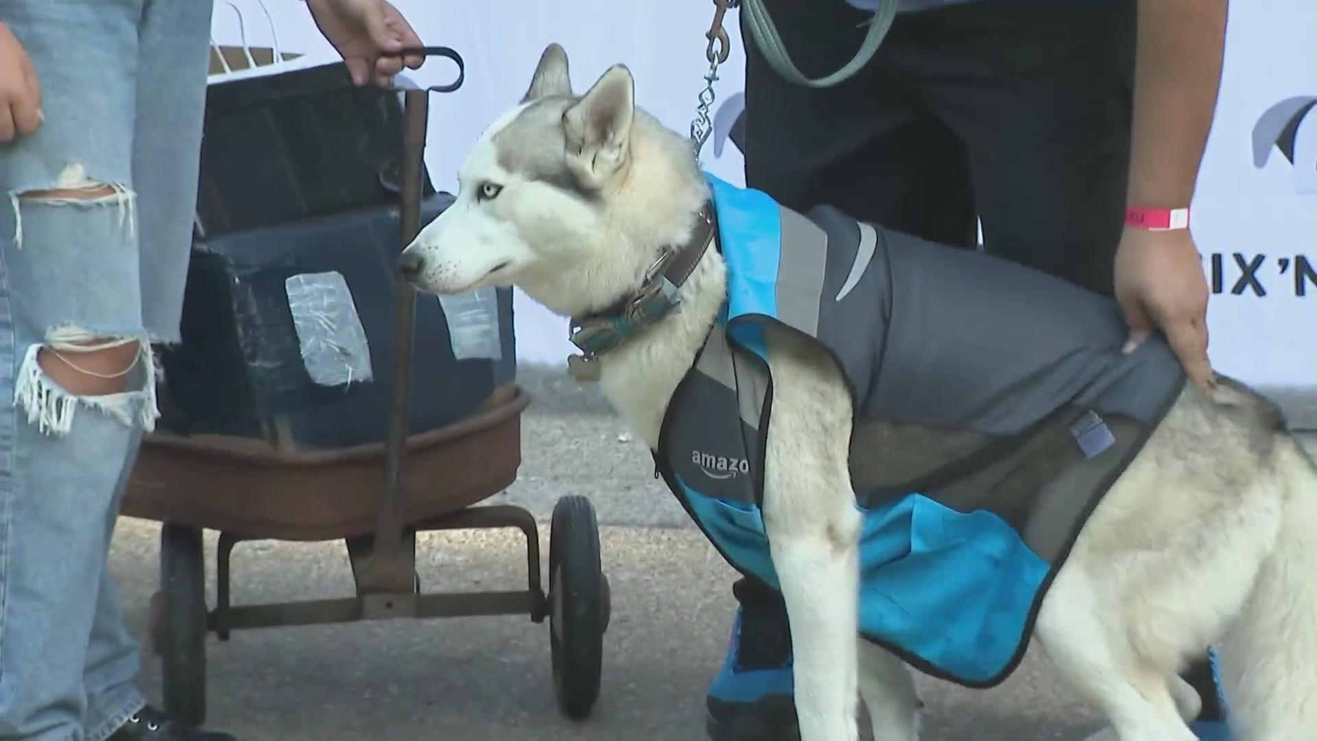 A golf tournament benefiting the nonprofit Fix'n Fidos also hosted a dog costume contest on Oct. 23, 2022. (KTLA)