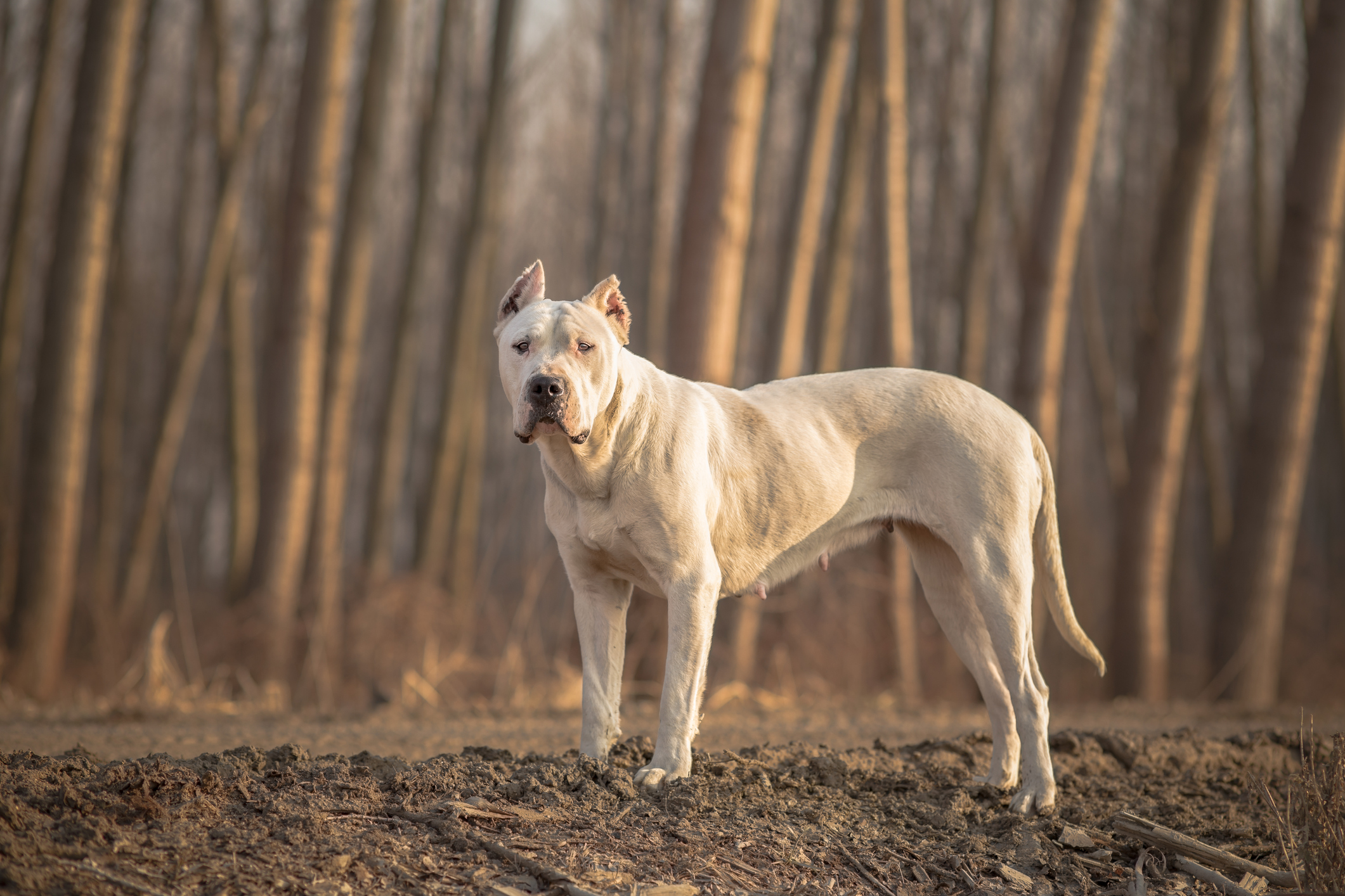 Dogo Argentino dog forest portrait (Getty Images)