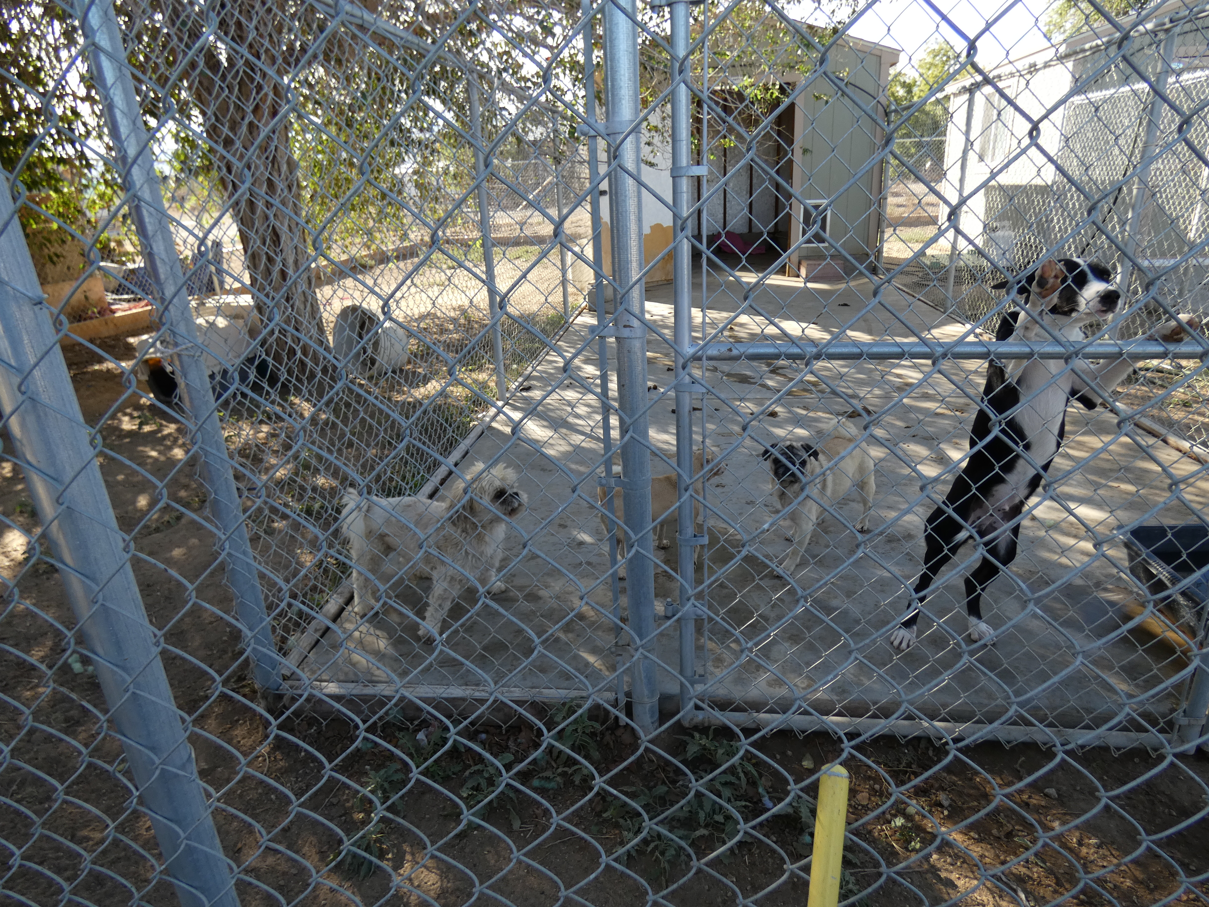 Los Angeles County Animal Care and Control provided this image of caged dogs seized from an animal rescue in Littlerock on Oct. 26, 2022.