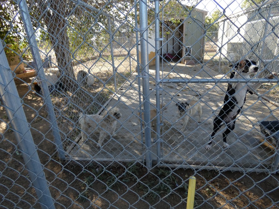 Los Angeles County Animal Care and Control provided this image of caged dogs seized from an animal rescue in Littlerock on Oct. 26, 2022. 