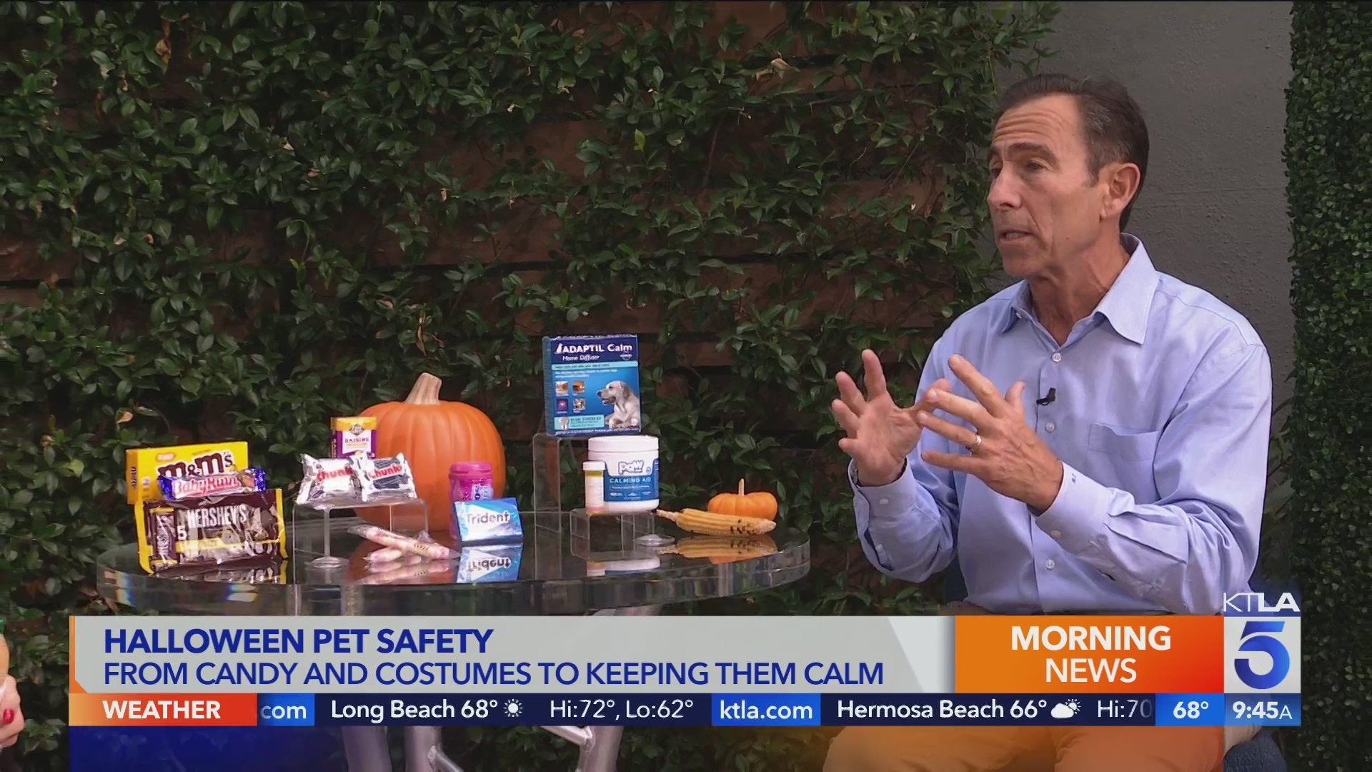 Dr. Jeff Werber on Halloween pet safety