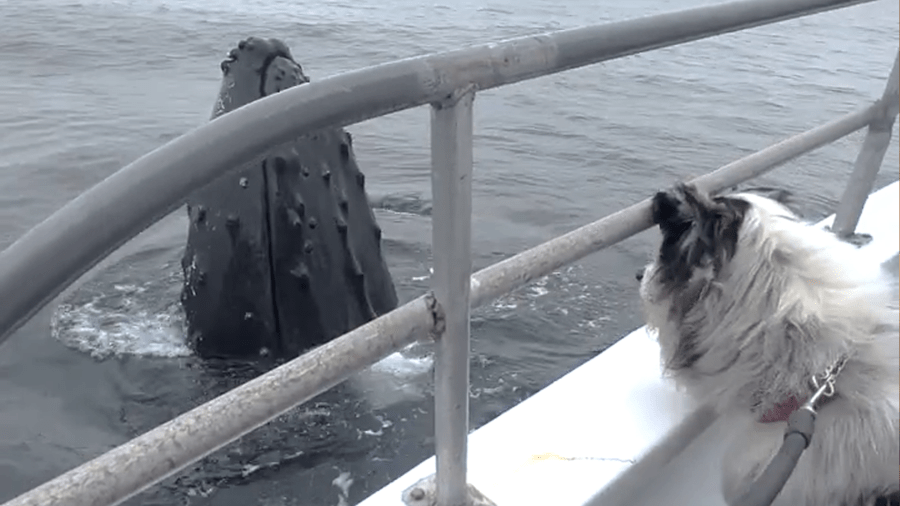 A dog aboard a whale excursion vessel came up close and personal with a friendly whale in Monterey Bay on Oct. 31, 2022 (Evan Brodsky/Monterey Bay Whale Watch)