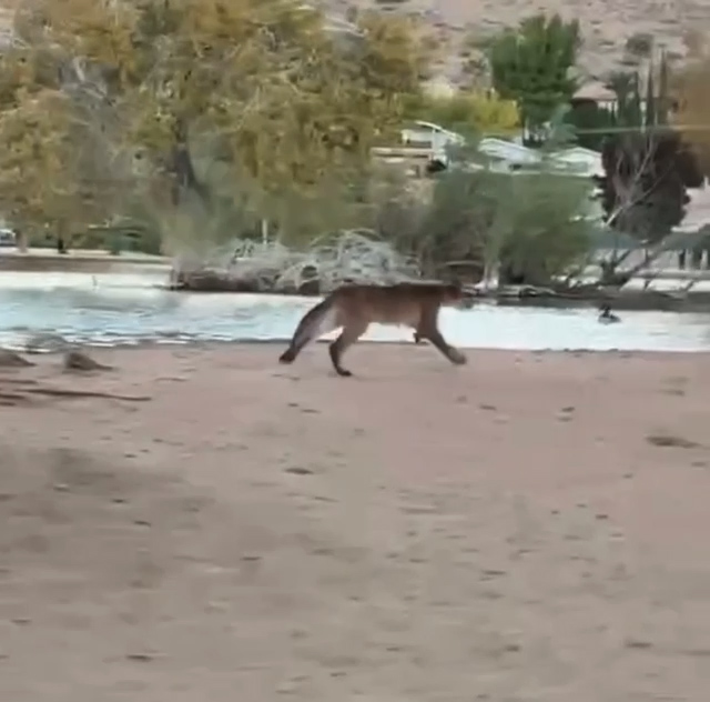 Mountain Lion Sighting