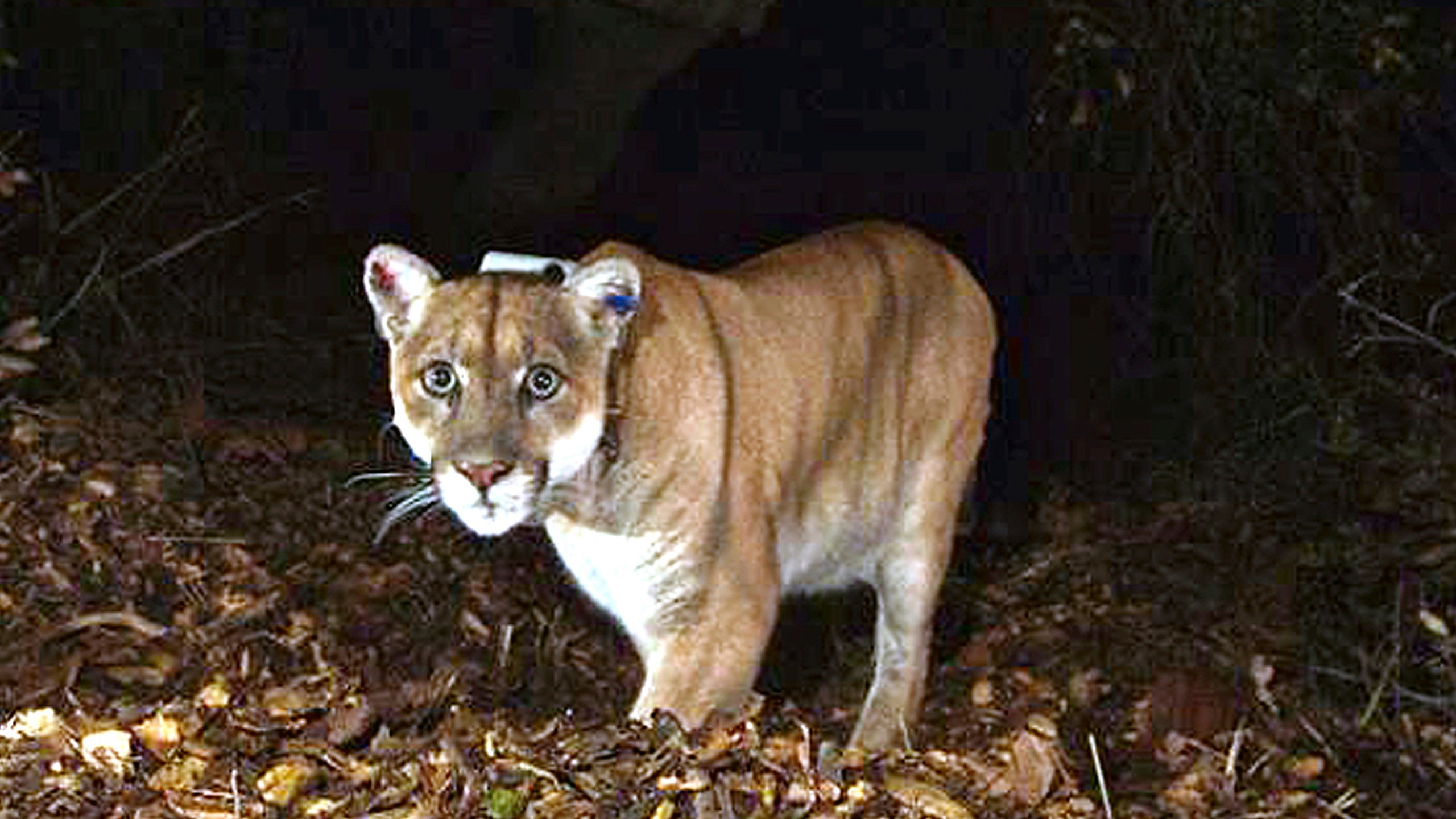 California Famed Mountain Lion P-22