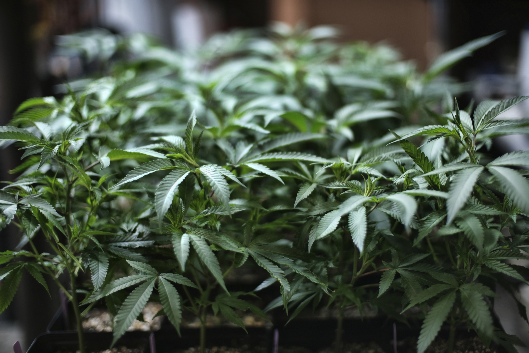 In this Aug. 15, 2019 file photo, marijuana grows at an indoor cannabis farm in Gardena, Calif. (Richard Vogel/Associated Press)