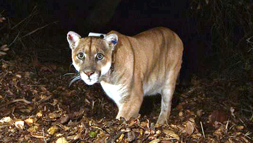 Mountain Lion P-22