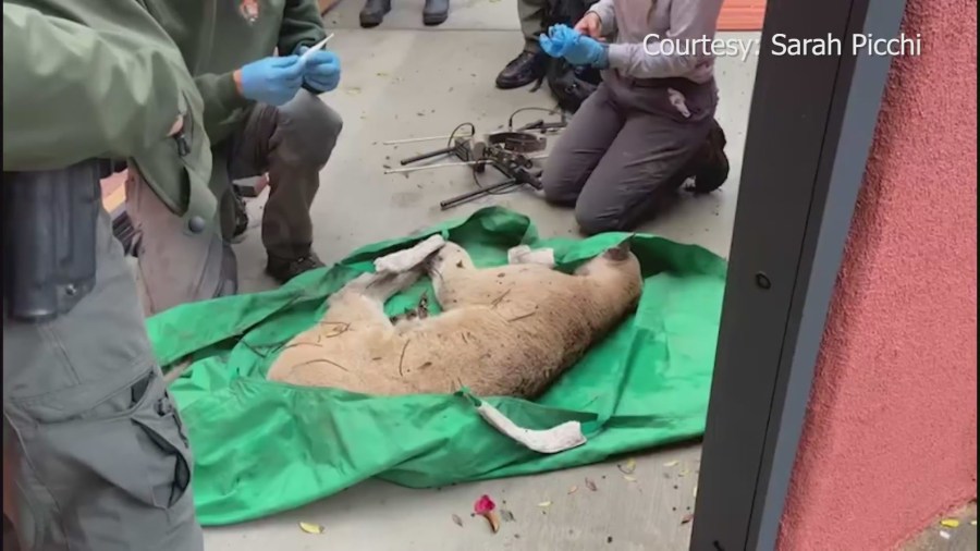 Mountain lion P-22 seen here captured and sedated after being caught in the backyard of a Los Feliz home Dec 12, 2022 (Sarah Picchi)