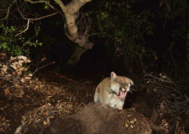 This Nov. 2014 file photo provided by the National Park Service shows a newly released image of the Griffith Park mountain lion known as P-22. The mountain lion that's a local celebrity has moved in under a Los Angeles home, and despite wildlife workers using a prod and firing tennis balls and bean bags at it, it appears unwilling to move. The animal, which has a red ear tag, is known as P-22 and normally lives in nearby Griffith Park. P-22 arrived in the area several years ago from the Santa Monica Mountains and crossed two freeways to get there. P-22, will be captured and given a health examination after he killed a dog that was being walked in the Hollywood Hills. The state Department of Fish and Game says P-22's behavior has changed and he "may be exhibiting signs of distress." (National Park Service via AP, File)