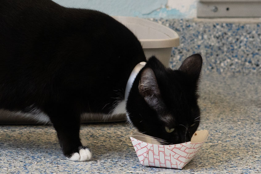 A cat is seen in an undated photo provided by the Society Society for the Prevention of Cruelty to Animals Los Angeles on Dec. 5, 2022.