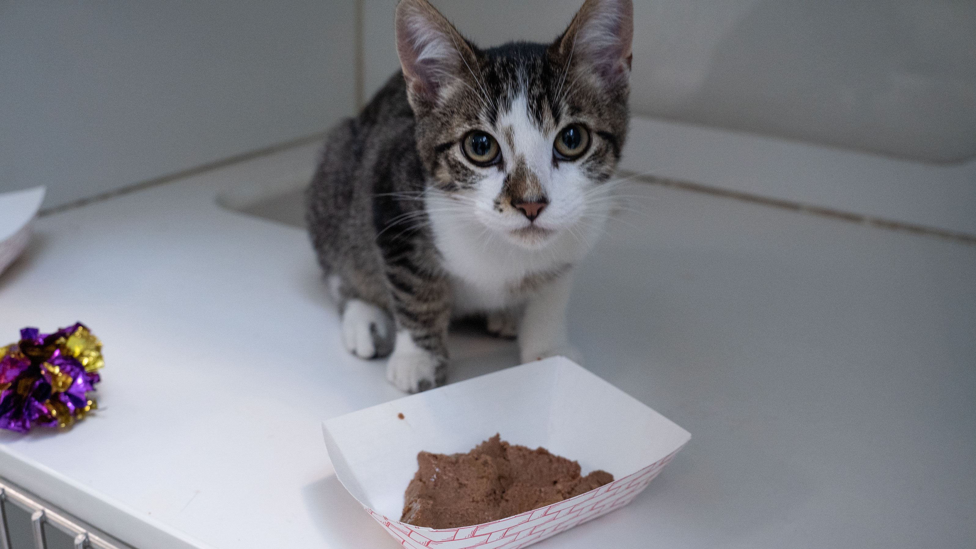 A kitten is seen in an undated photo provided by the Society Society for the Prevention of Cruelty to Animals Los Angeles on Dec. 5, 2022.