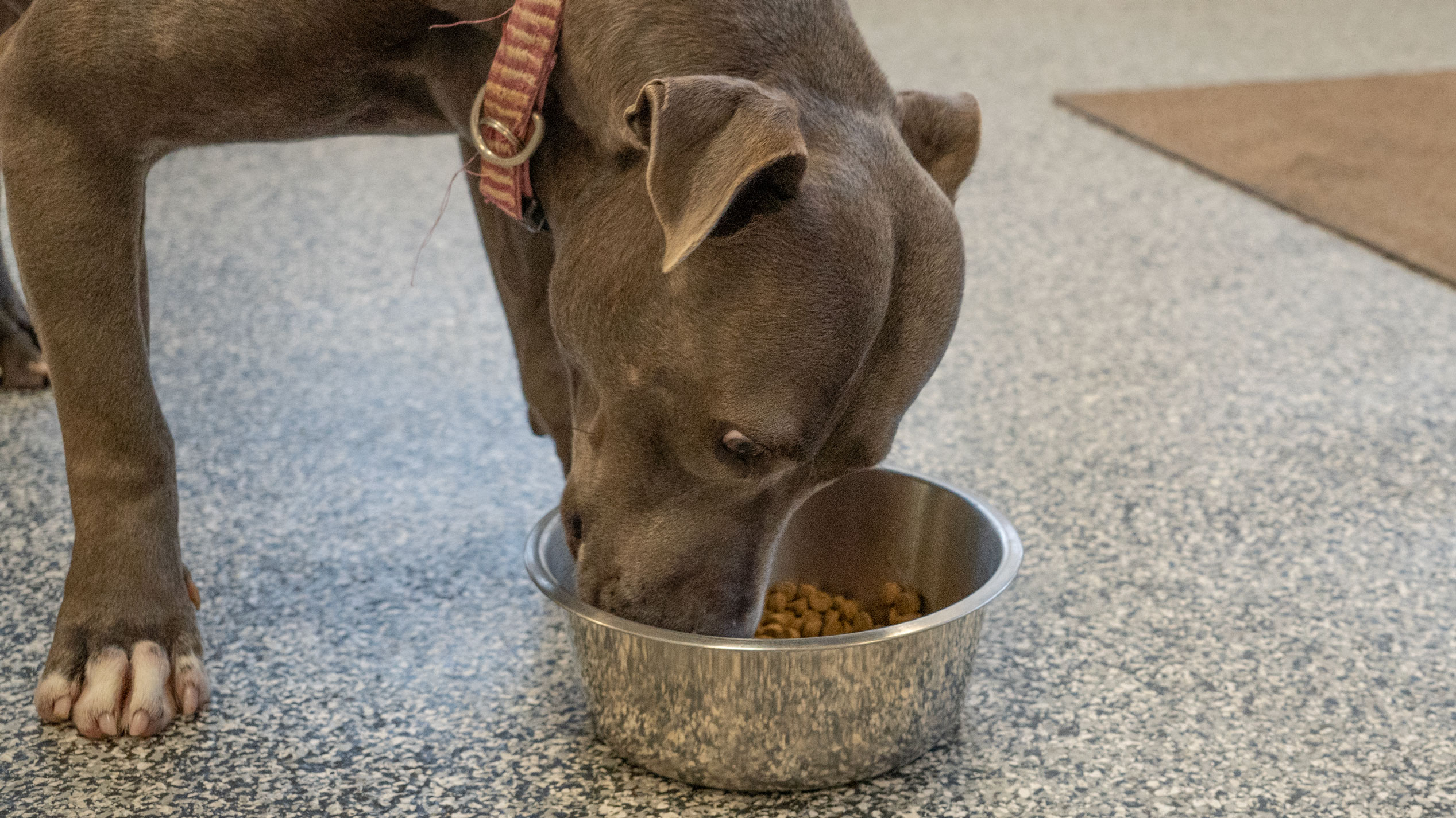 A dog is seen in an undated photo provided by the Society Society for the Prevention of Cruelty to Animals Los Angeles on Dec. 5, 2022.