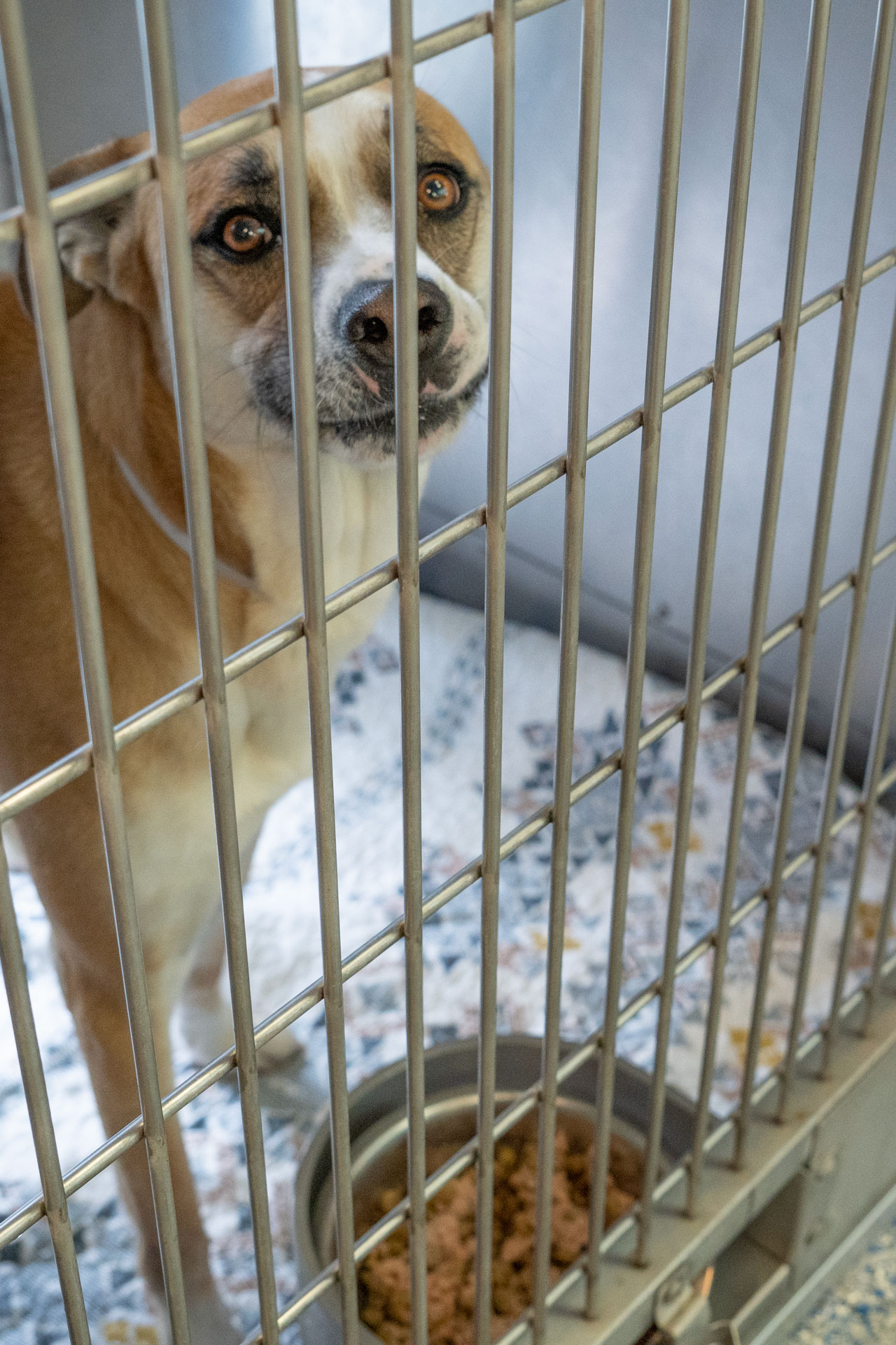 A dog is seen in an undated photo provided by the Society Society for the Prevention of Cruelty to Animals Los Angeles on Dec. 5, 2022.