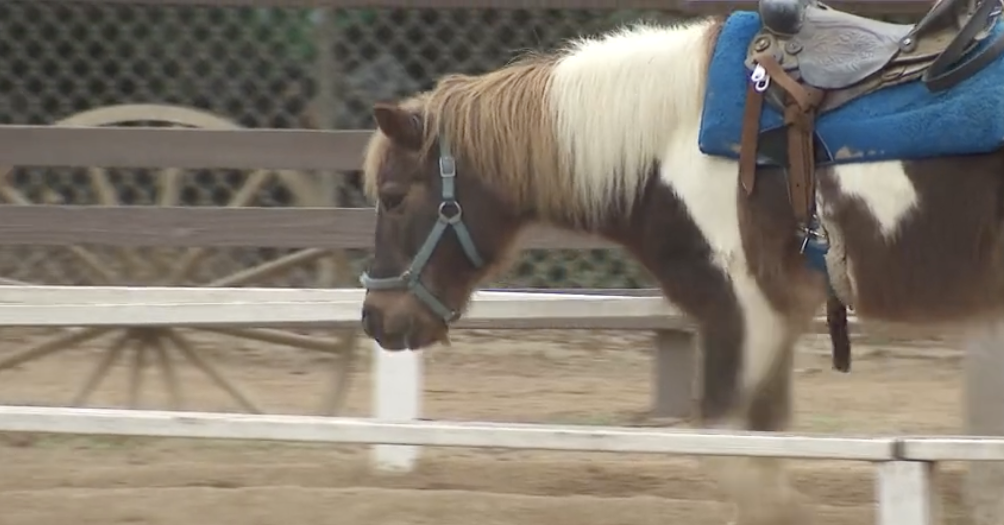 The Griffith Park Pony Rides, which have been in operation for more than 70 years, will be closing permanently on Dec. 21, owner Steve Weeks announced Sunday. (KTLA)