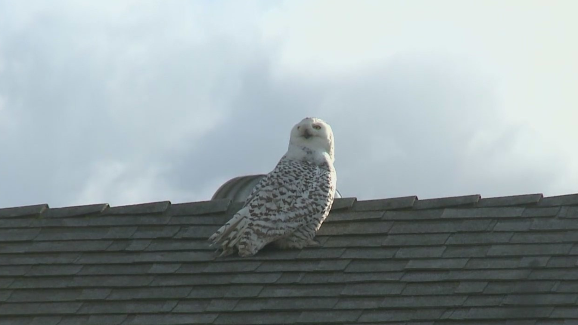 Rare sighting of a snowy owl in Orange County on Dec. 28, 2022. (KTLA)