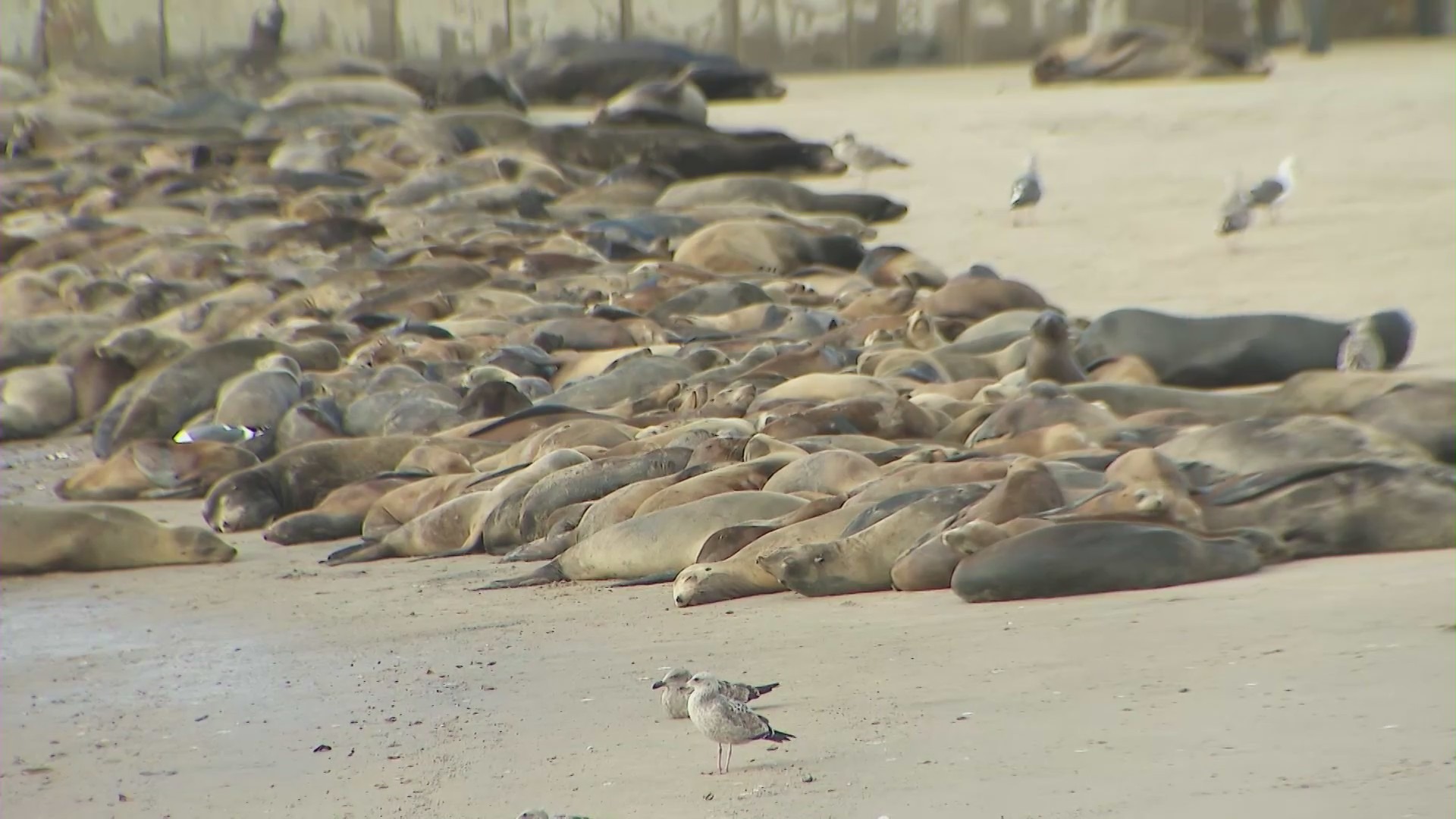 Hundreds of sea lions sunbathing on Silver Strand Beach in Oxnard.